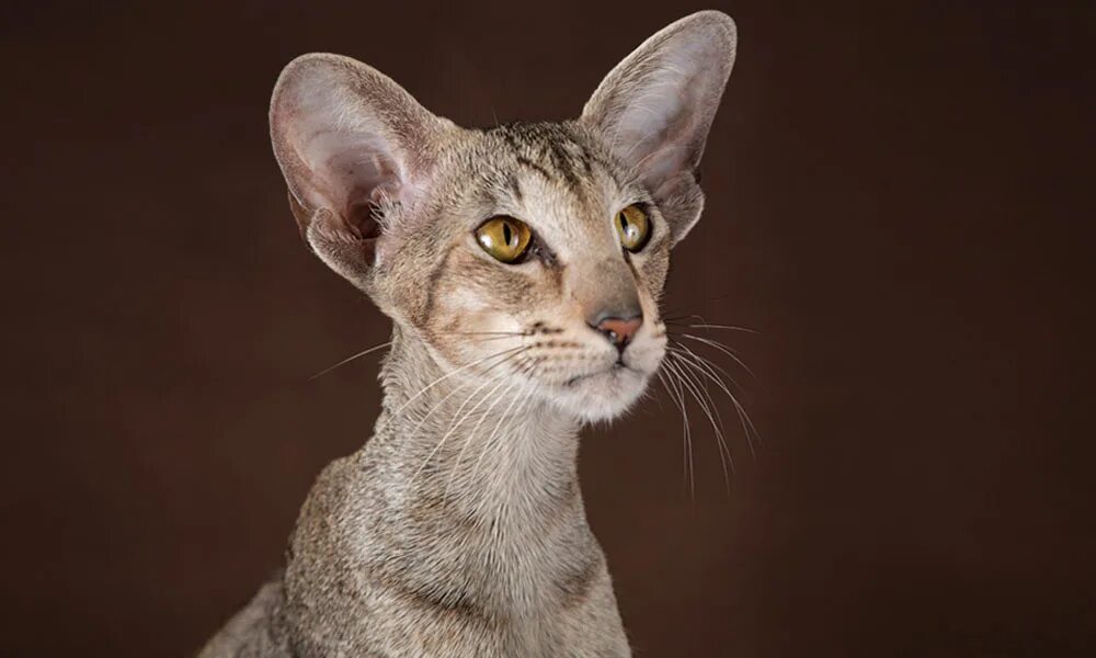 Cat cleopatra