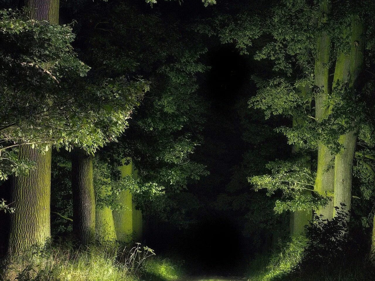 Ночной лес. «Ночь в лесу». Тропинка в дремучем лесу. Тропинка в лесу ночью. Красивые леса ночью