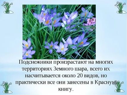 Презентация 19 апреля день подснежника