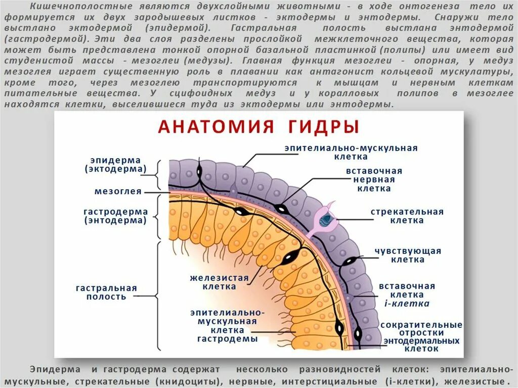 Эктодерма энтодерма мезоглея. Мезоглея. мезоглея строение. кишечнополостные строение мезоглея. кишечнополостные двухслойные.