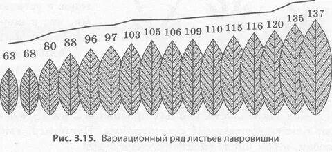 Ряд листьев
