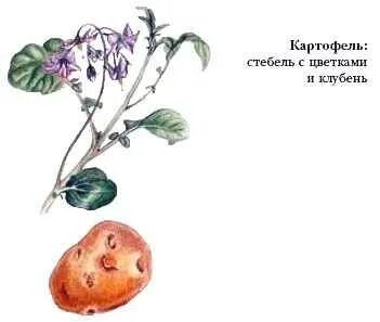Картофель европейский систематика