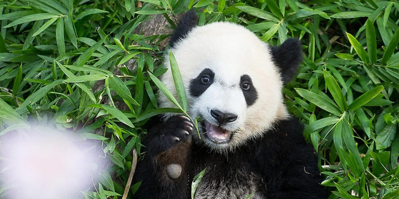 Панда зигзаг. Giant pandas. большая панда в китае. большая панда хуанлун. большая панда евразии.