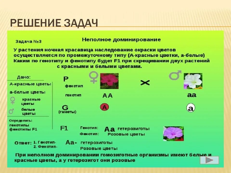 Задачи по генетике с решением 10. Задачи по генетике на первый закон Менделя. 3 Й закон Менделя задачи с решением. Задачи по 3 закону Менделя с решением. Третий закон Менделя задачи 9 класс.