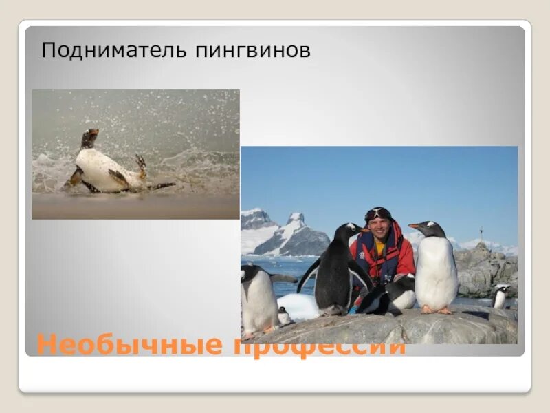 Подниматель пингвинов профессия. Переворачиватель пингвинов профессия. необычные профессии переворачиватель пингвинов. профессия связанная с пингвинами.