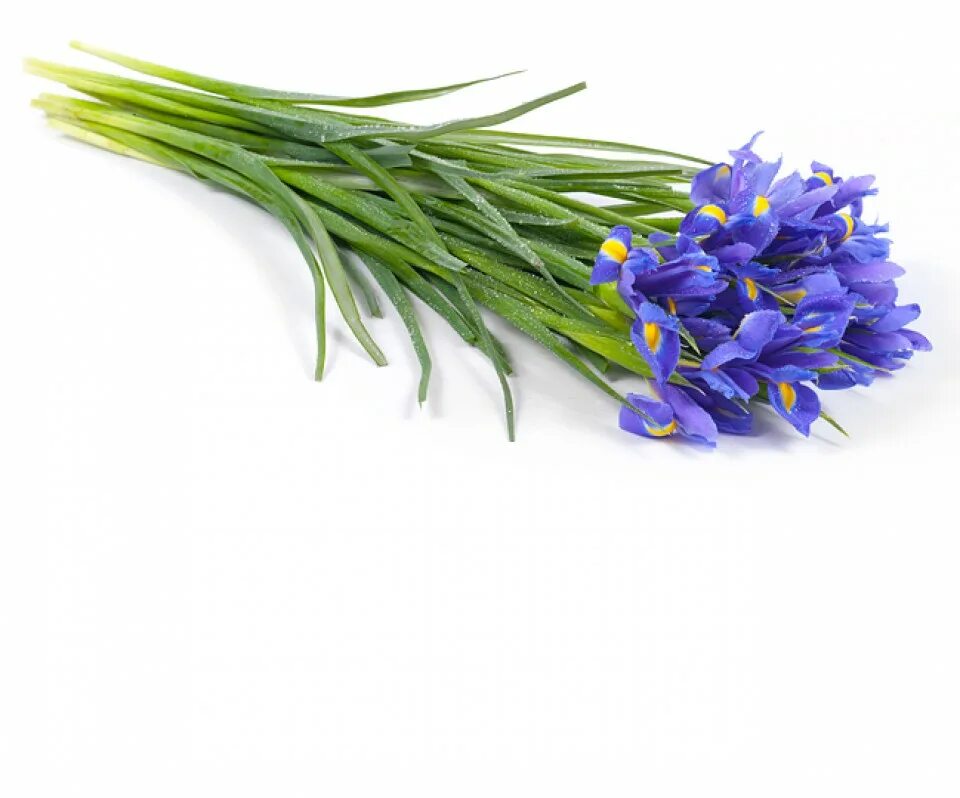 ирис цветок описание. серая гниль ирисов. загадка о ирисе. ирис луковичные посадка. ирис заражение.