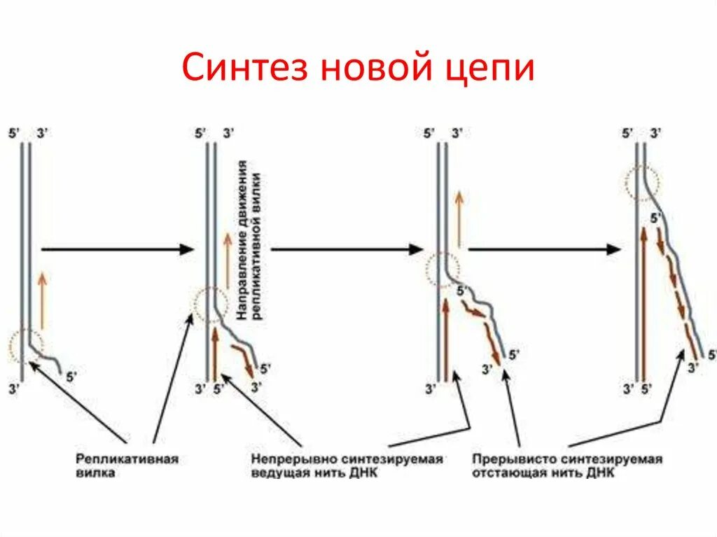 Репликационная вилка биохимия. Репликативная вилка схема. Направление синтеза новых цепей. Строение репликативной вилки биохимия.