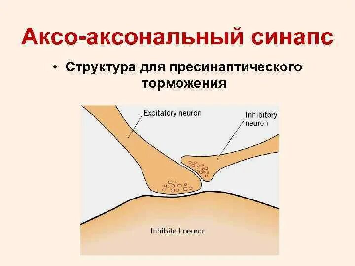 Тип поражения аксональный. Аксо-аксональный синапс. Аксо аксональное торможение. Аксо аксональные синапсы функции. Аксо Подик.