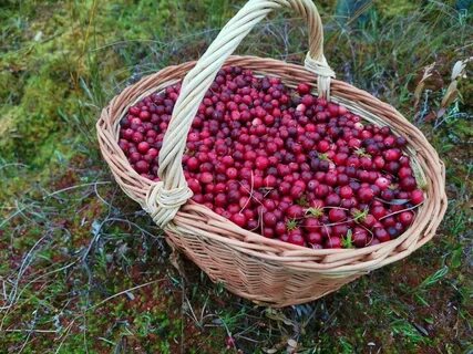 Сады сибири сбор ягод