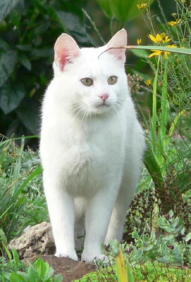 британская шиншилла ny1133. белая кошка на английском. британская шиншилла коби. белая кошка на английском. маленькая британская белая короткошерстная кошка.