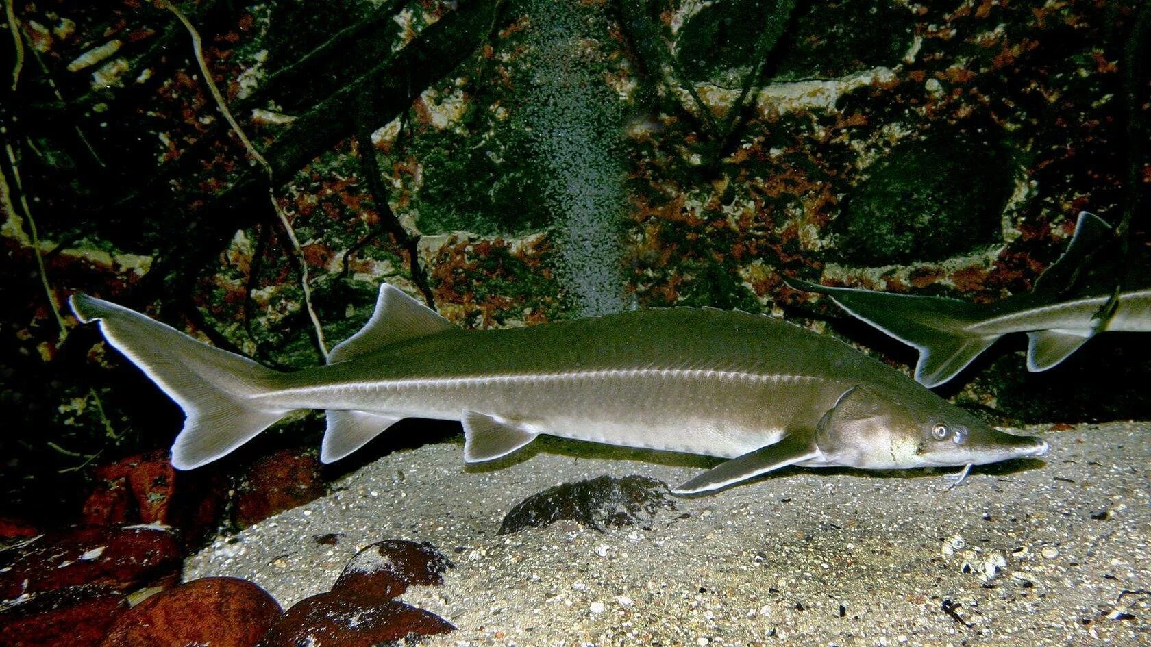 Персидский осётр. Осетр гибрид. Бестер альбинос. Осетр гибрид. Бестер гибрид белуги и стерляди.