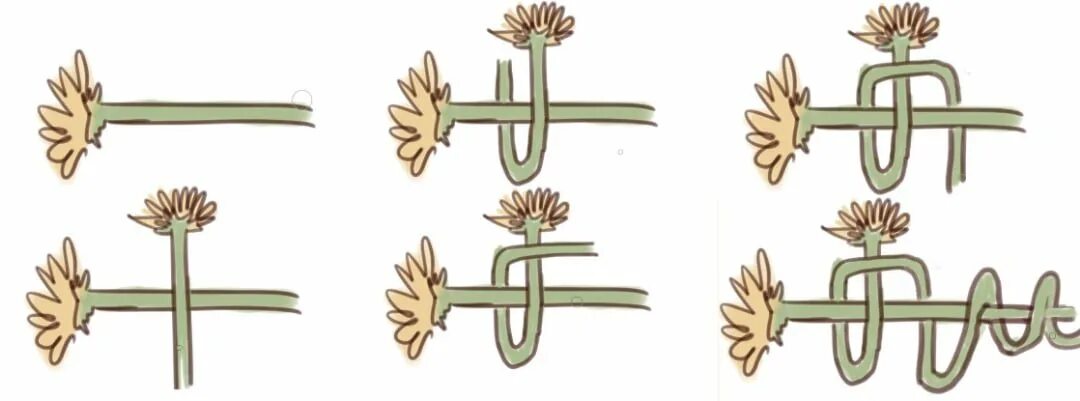 Tutorial как плести венки из одуванчиков. Как плести венок. Как сплести венок. Плетение венков. Венки из полевых цветов.