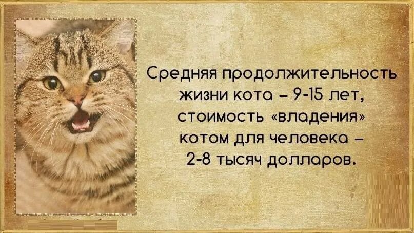 Сколько лет живут домашние кошки. Сколько живут коты. Средняя жизнь кота. Продолжительность жизни котов. Средняя Продолжительность жизни кота.