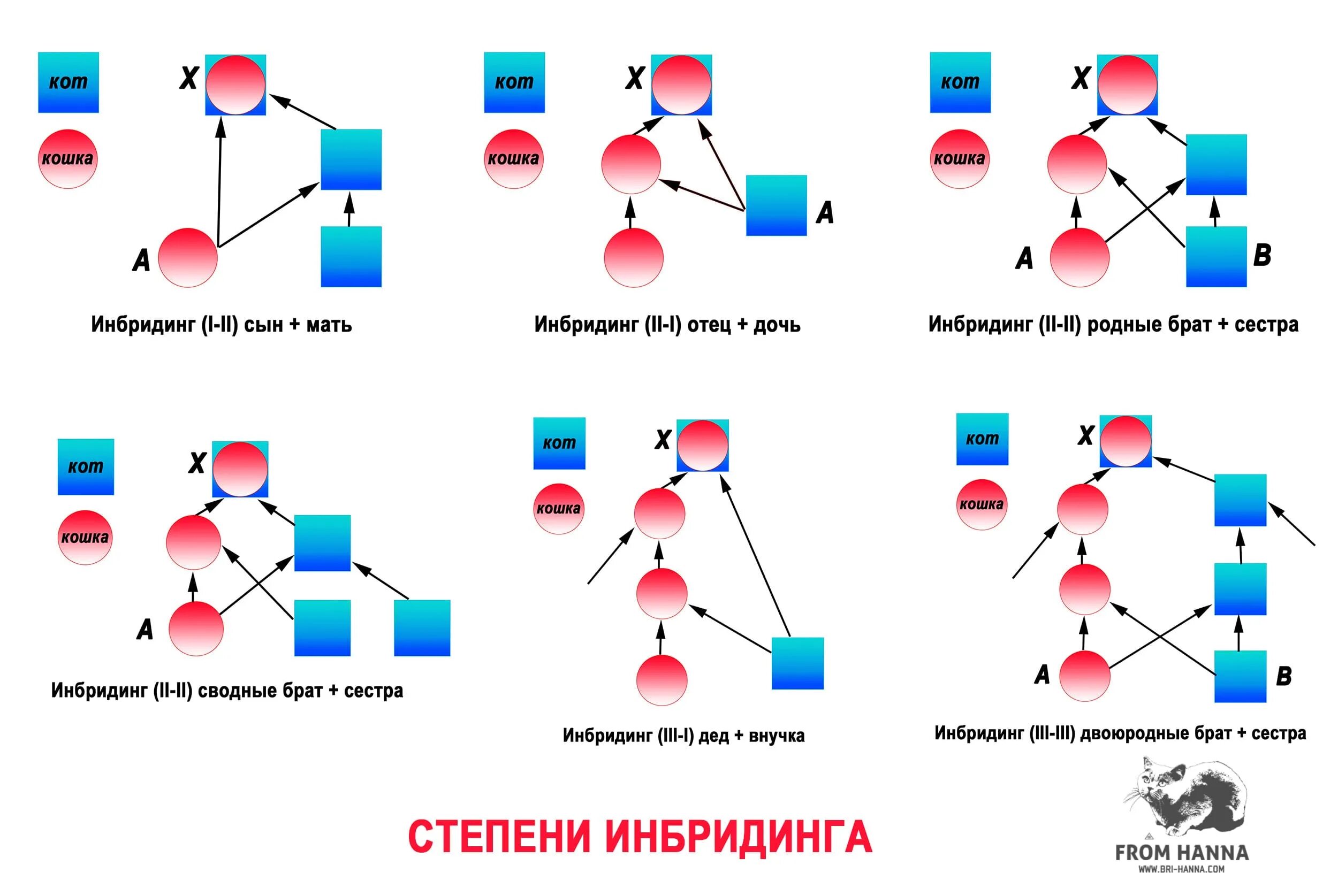 Гибридизация близкородственное скрещивание. Инбридинг схема скрещивание. Схемы степени инбридинга. Инбридинг собак схема. Инбридинг близкородственное скрещивание.