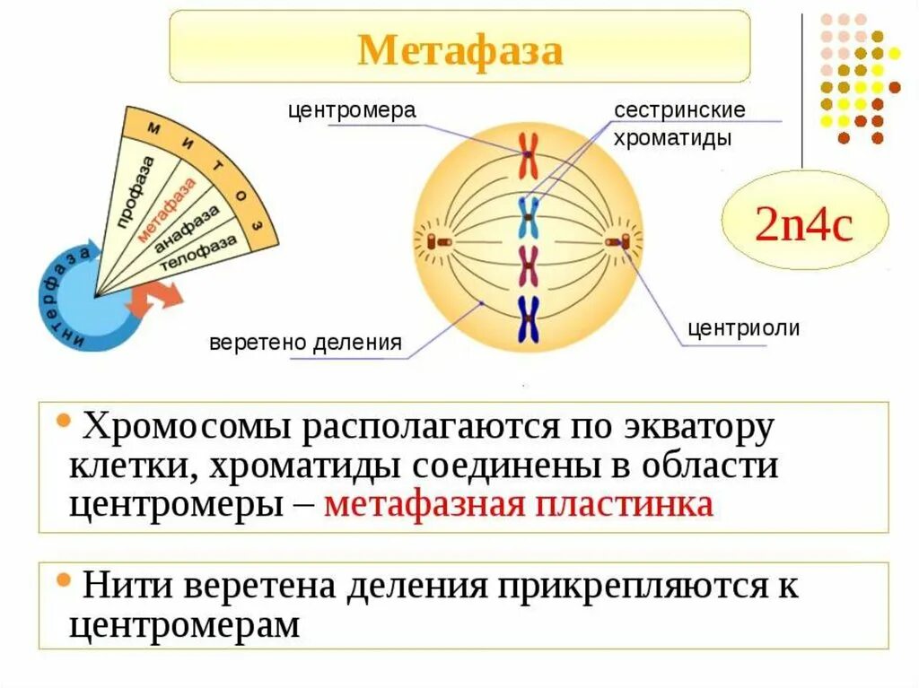 Процессы метафазы 2