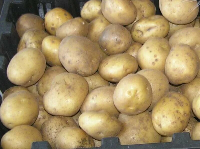 Картофель Тимо Ханккиян. Сорт картофеля Тимо. Сорт картофеля Санте. Сорт картофеля отолия.