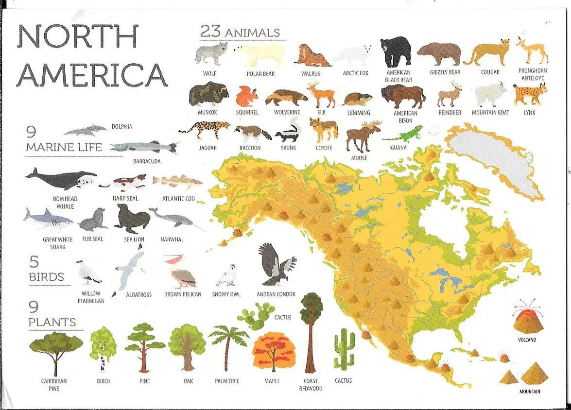 Какие животные встречаются в северной америке. Обитатели Северной Америки животные. Животные и растения в Южной и Северной Америки. Животный мир Северной Америки для детей.