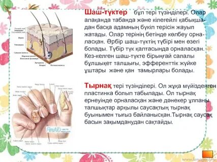 Шашты және тығыз кисканың жақыннан түсірілген фотосы