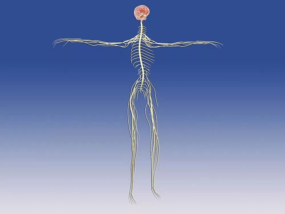 Тело без мозга. Нервная система человека. Мозг и нервная система. Центральная нервная система. Нервы человека без тела.