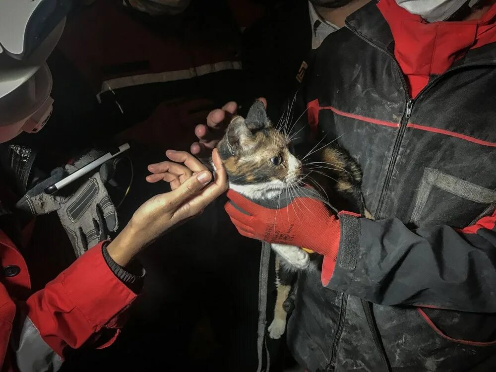 Землетрясение котик. Кот и собака в Турции после землетрясения. Кошечки спасают