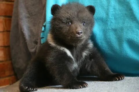 Медвежонок искавший