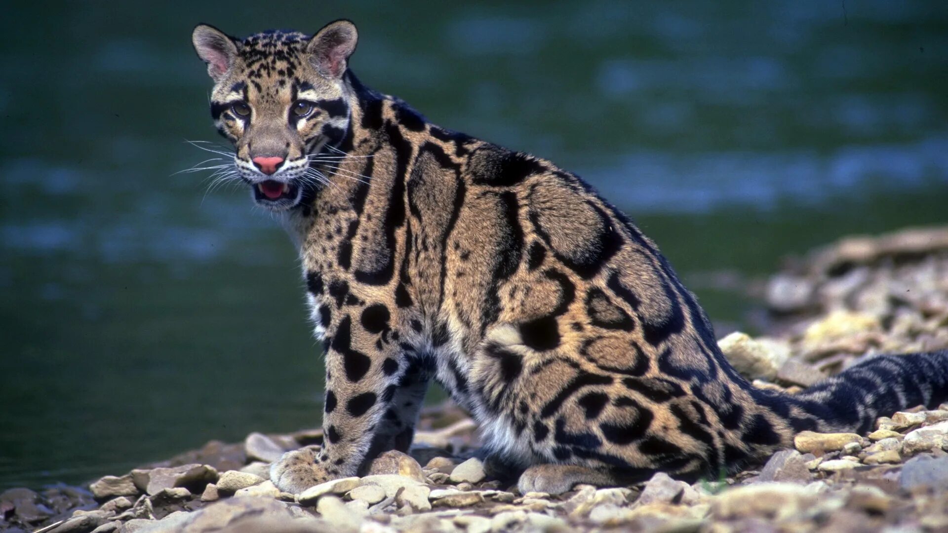 Калимантанский дымчатый леопард. Леопард Оцелот Ягуар. Леопардовая кошка Оцелот. Дымчатый леопард (Neofelis nebulosa),.