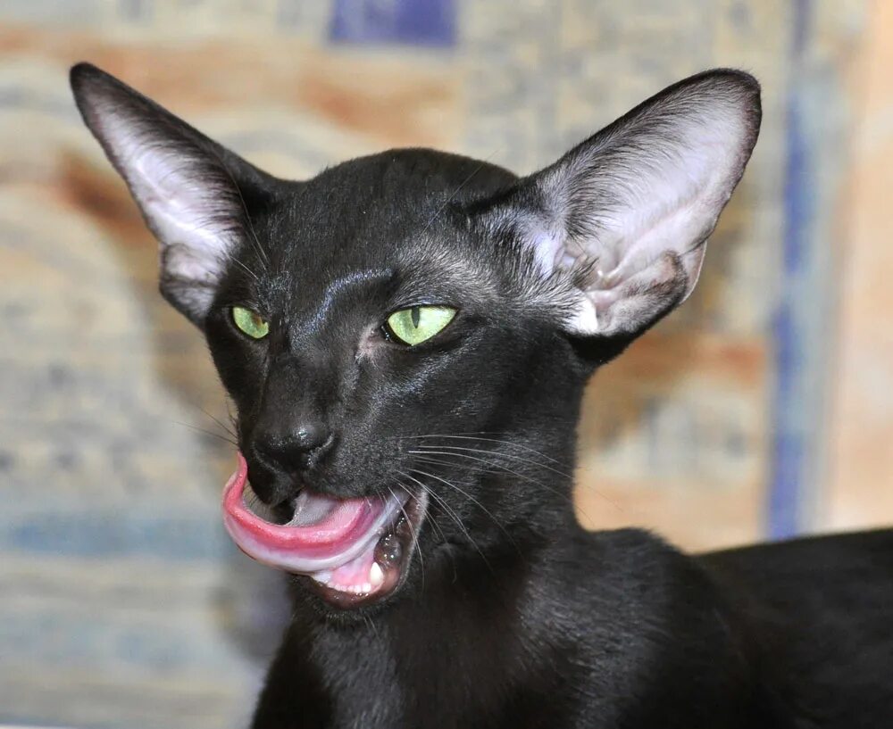 Рассмотрите фотографии кошки породы ориентальная. Кот породы Ориентал. Ориентальная порода кошек. Ориентальная короткошерстная. Черный кот породы Ориентал.