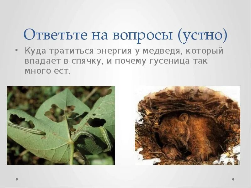 Бабочки впадают в спячку. Животные в спячке зимой для детей. Спячка какой признак живого. Признаки живого. Белка в спячке.