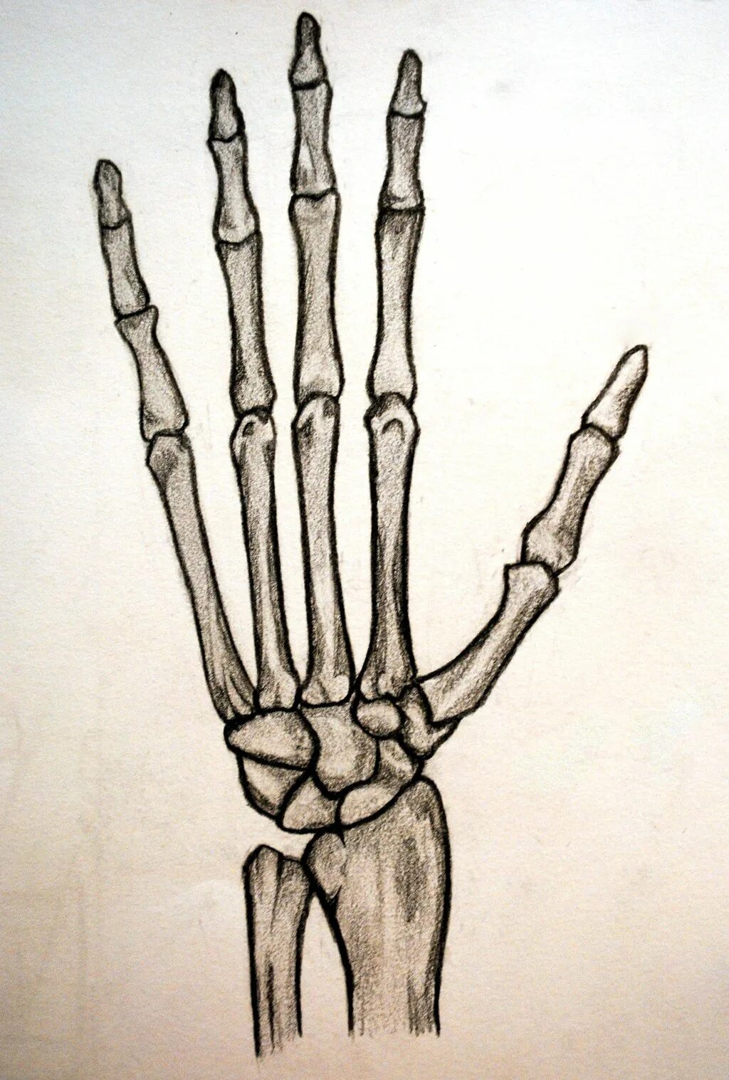 Скелет кисти человека. Скелет руки. Herf CRTKT. Кости скелета рук