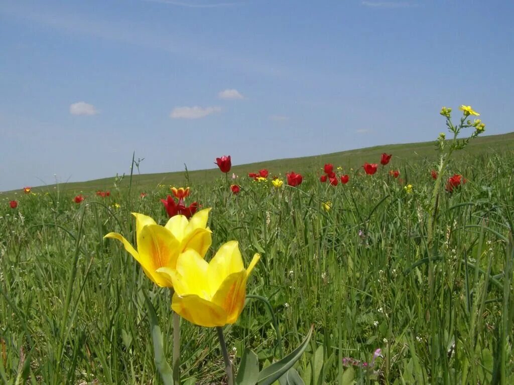 Авито краснодарский край тюльпаны. Степные тюльпаны. Калмыцкий желтый тюльпан. Степные тюльпаны в Волгоградской области. Желтый Степной тюльпан.