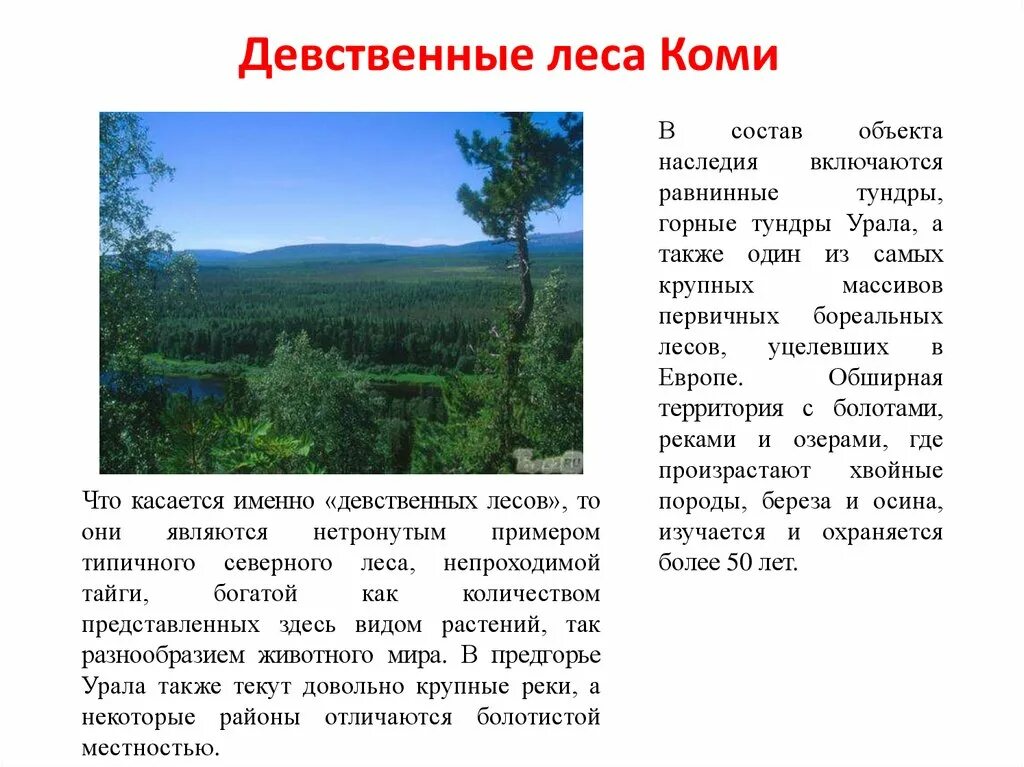 Природное наследие россии 8 класс география. Леса Коми объект ЮНЕСКО. Всемирное природное наследие девственные леса Коми. Описание девственных лесов Коми. Девственные леса Коми сообщение.