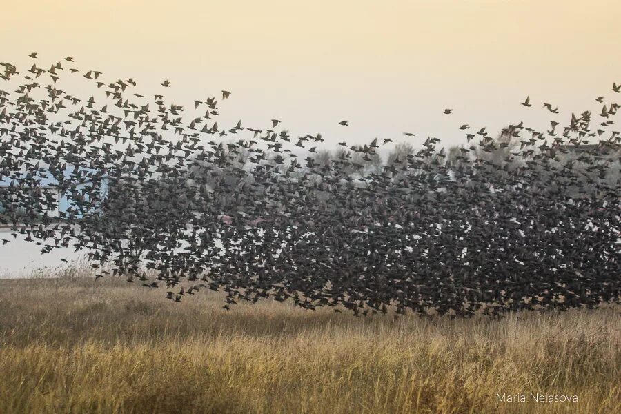 Стая бродячих собак. Дождь из птиц. Летают ли чайки стаями. Стая. Много птиц.