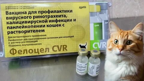 Вакцина фелоцел инструкция