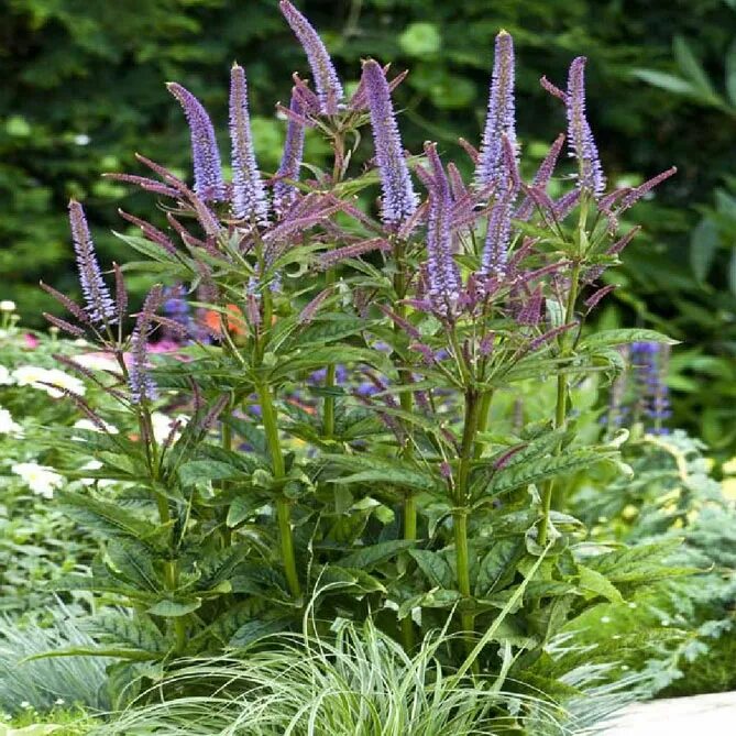 Вероникаструм cupid. Вероникаструм виргинский адорейшн. Вероникаструм виргинский fascination. Вероникаструм виргинский erica. Вероникаструм виргинский (veronicastrum virginicum) "alba".