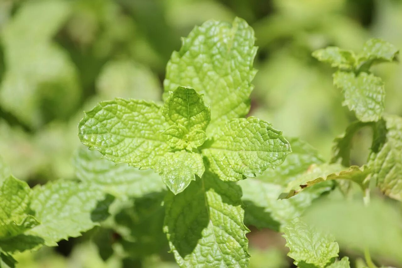 Мята круглолистная ананасминце. Мята перечная листья. Τalia mint. Τalia mint. Τalia mint.