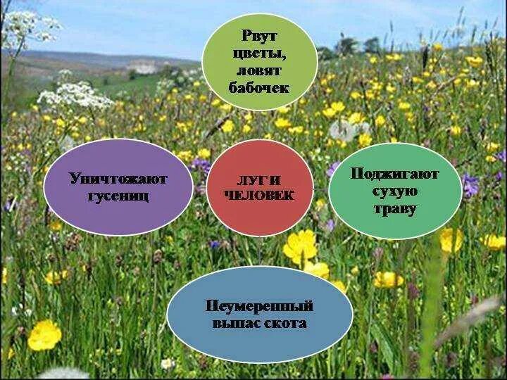 Что символизирует луг. Влияние человека на луг. влияние человека на сообщество луга. природное сообщество луг. пирородное сообщество луг.