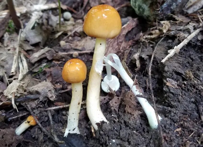 Грибы липкие сверху. Лимацелла трип. Гебелома гриб. Липкий гриб. Limacella subfurnacea.