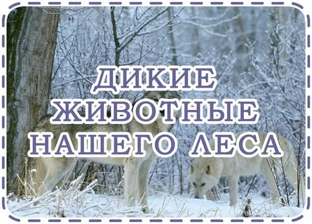 Дикая неделя