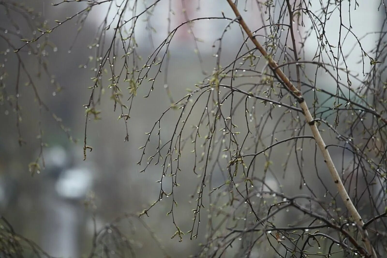 Весенний дождь. Дождь весной. Весенний дождик.