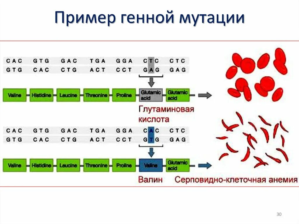 Удвоение хромосом какая мутация. Приметы генной мутации. Генные точечные мутации примеры. Примеры генных мутаций у человека.