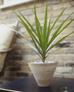 Take plants