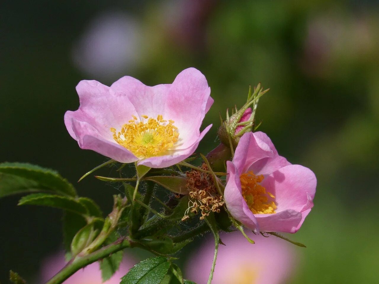 Шиповник цветы. Шиповник Майский. Шиповник собачий соцветие. Rosa Canina, Wild Rose.