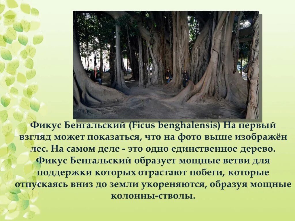 Презентация мир деревьев. Необычные деревья мира презентация. доклад о необычном дереве. сообщение о необычных деревьях. интересные факты о необычных деревьях.