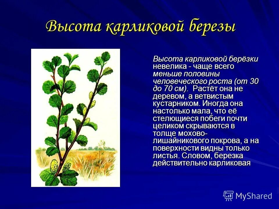 В тундре растут березы. Растительность тундры карликовая береза. Растение карликовая береза. Стебель карликовой березы. Береза карликовая круглолистная.