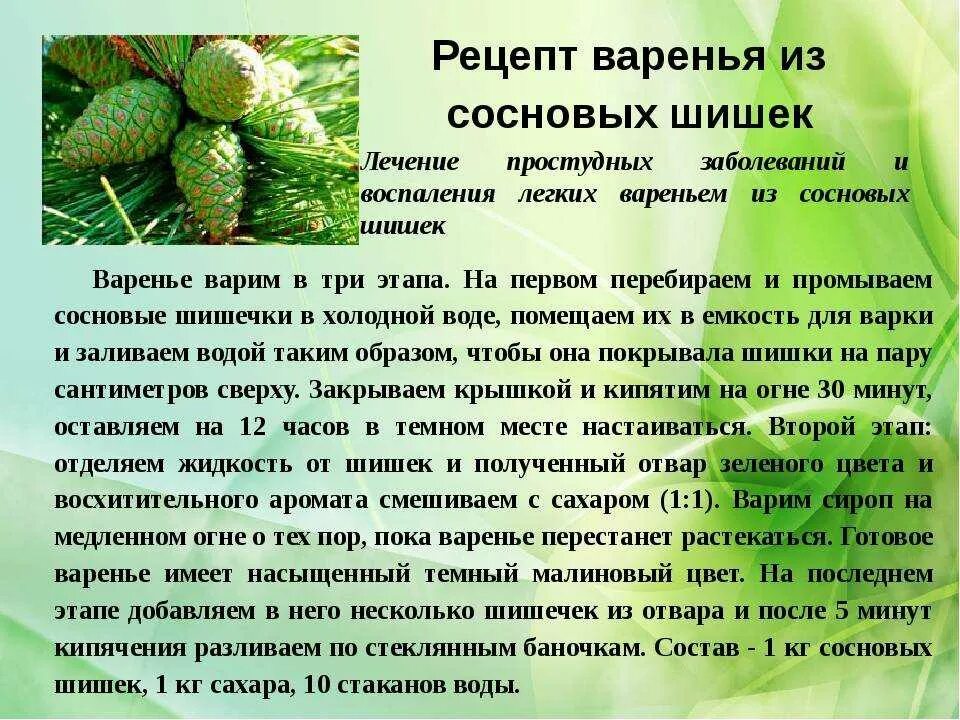 Что нужно хвойным. Варенье из сосновых шишек рецепты. Варенье из шишек сосны польза. Варенье из сосновых шишек полезные свойства. Варенье из сосновых шишек польза.