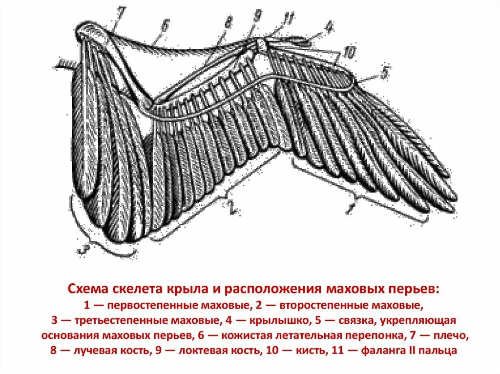 Схема скелета крыла и расположения маховых перьев. Маховые Крылья строение. Строение крыла птицы скелет. Строение скелета крыла и расположение маховых перьев.