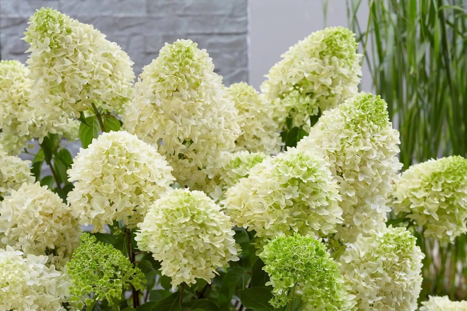 Гортензия метельчатая Пинкачу (Hydrangea paniculata Pinkachu) купить саженцы в М