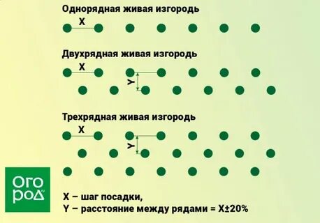Шаг куст