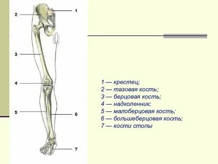 Кость в составе пояса нижних конечностей
