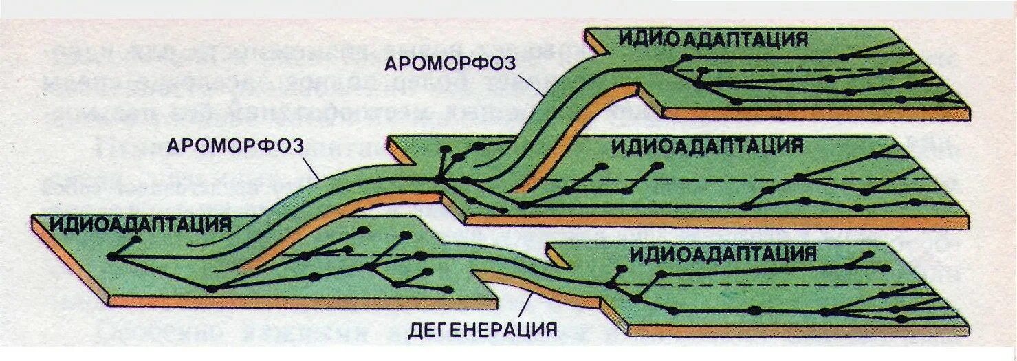 Северцов биологический прогресс. Направления эволюции ароморфоз идиоадаптация дегенерация. Схема Северцова соотношение путей эволюции. Основные пути достижения биологического прогресса по Северцову. Соотношение направлений эволюции схема по Северцеву.